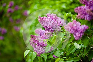 Spring branch of blossoming lilac