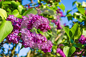 Spring branch of blossoming lilac in sunny day