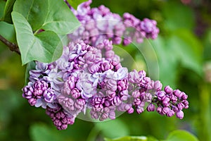 Spring branch of blossoming of purple lilac garden