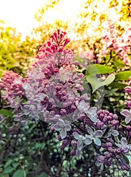 Spring branch of blossoming purple lilac plant