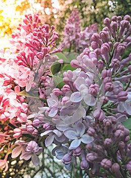 Spring branch of blossoming purple lilac plant