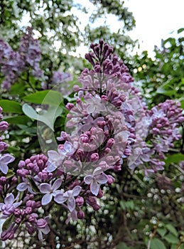 Spring branch of blossoming purple lilac plant