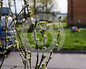 Spring branch of Caragana arborescens in an urban environment