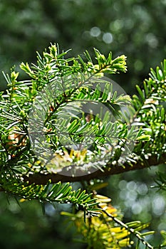 Spring branch of coniferous tree Japanese Yew, also called Spreading Yew, latin name Taxus Cuspidata