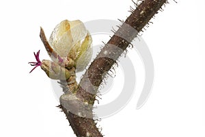 Spring branch of a Corylus avellana plant photo