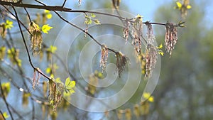 Spring branch with the first green