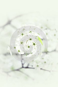 Spring Branch Flowers