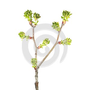 Spring branch of a foliar tree with a lot of buds in the form of green tassels isolated on white