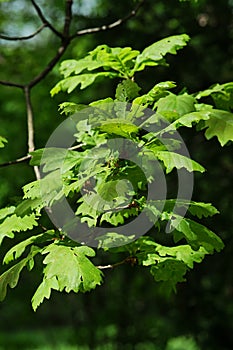 Spring branch of Georgian Oak, latin name Quercus Iberica