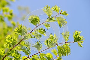 Spring branch with green leaves of Metasequoia glyptostroboides Dawn Redwood photo