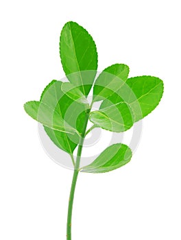 Spring branch isolated on white background