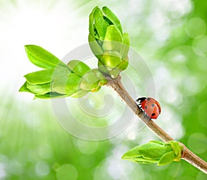 Spring branch with ladybug