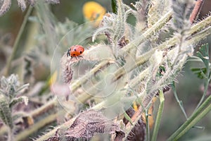 spring branch with a ladybug and spring flowers in the background