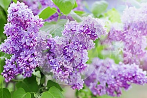 Spring branch of lilac flowers, natural background, lovely landscape of nature