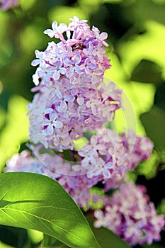 Spring branch of lilac / Spring flowers