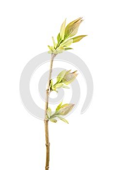 Spring branch of lilac with young leaves isolated on white