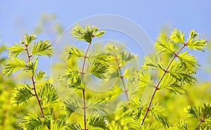 Spring branch of Metasequoia glyptostroboides Dawn Redwood photo