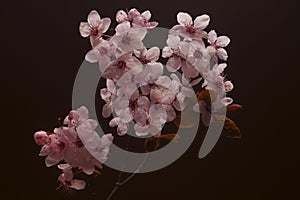 Spring branch with pink flowers - Prunus cerasifera, cherry plum, myrobalan plum