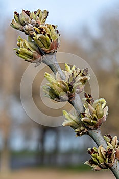 A branch with hatched leaves from bursting buds photo