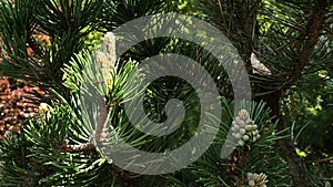 Spring branch tip of coniferous tree Bog Pine, also called Creeping Pine or Dwarf Mountain Pine