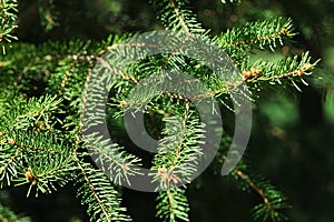 Spring branch tips of coniferous tree Eastern White Pine, also called Northern White Pine, latin name Pinus Strobus, photo