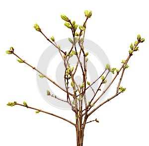 Spring branch of Tree, bud on a tree branch