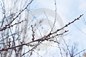 Spring branch and tree buds photo