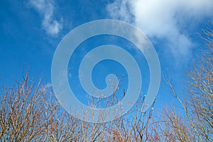 Spring branch young willow, and the clear blue blue sky