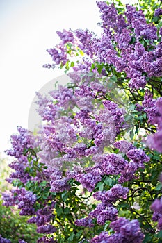 Spring branches of blooming lilac