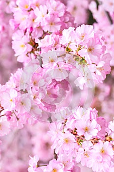 Spring branches of blossoming cherry, Pink sakura flowers