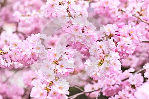 Spring branches of blossoming cherry, Pink sakura flowers