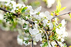 Spring branches of blossoming tree. Cherry tree in white flowers. Blurring background.