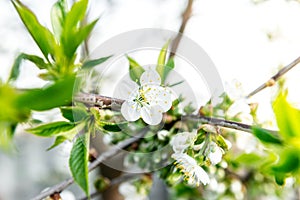 Spring branches of blossoming tree. Cherry tree in white flowers. Blurring background.