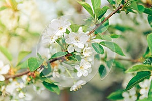 Spring branches of blossoming tree. Cherry tree in white flowers. Blurring background