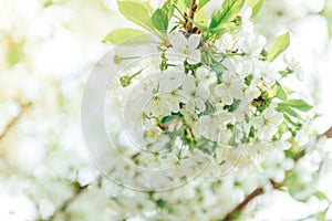 Spring branches of blossoming tree. Cherry tree in white flowers. Blurring background