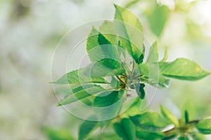 Spring branches of blossoming tree. Cherry tree in white flowers. Blurring background