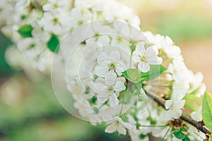 Spring branches of blossoming tree. Cherry tree in white flowers. Blurring background