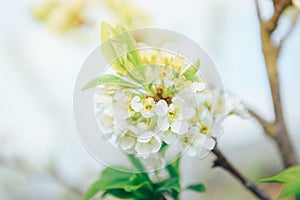 Spring branches of blossoming tree. Cherry tree in white flowers. Blurring background