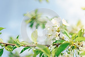 Spring branches of blossoming tree. Cherry tree in white flowers. Blurring background