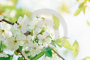 Spring branches of blossoming tree. Cherry tree in white flowers. Blurring background