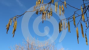Spring branches of hazel shrub against the sky
