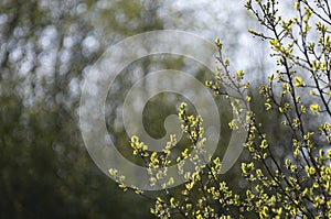 Spring branches with leaves and flower buds