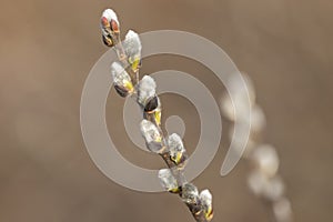 Spring branches of pussy willow on colorful blurred background. Blossoming willow of Easter. symbol of palm. Beautiful pussy willo