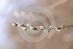 Spring branches of pussy willow on colorful blurred background. Blossoming willow of Easter. symbol of palm. Beautiful pussy willo