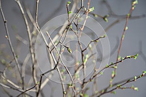 Spring branches in the sunlight play