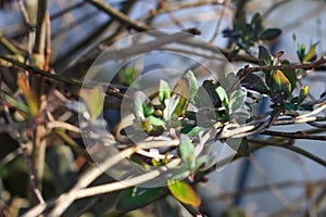 Spring branches of a tree with the first leaves in the forest. Beauty in nature, awakening