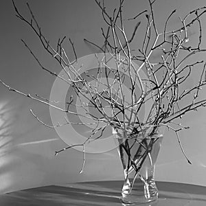 spring branches in a vase monochrome