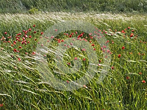 Spring Breeze photo