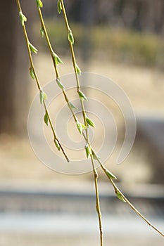 Spring breeze blows the willow branches growing buds