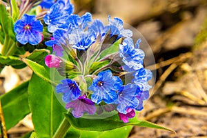 spring bright blue lungwort flower - a wonderful honey plant and a plant useful for colds